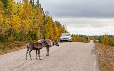 Auto Repair Tips: What to Do After an Accident Involving a Deer