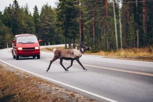 deer collision repair in Knoxville TN