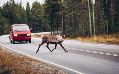 Deer Collision Repair: A Helpful Guide for Drivers